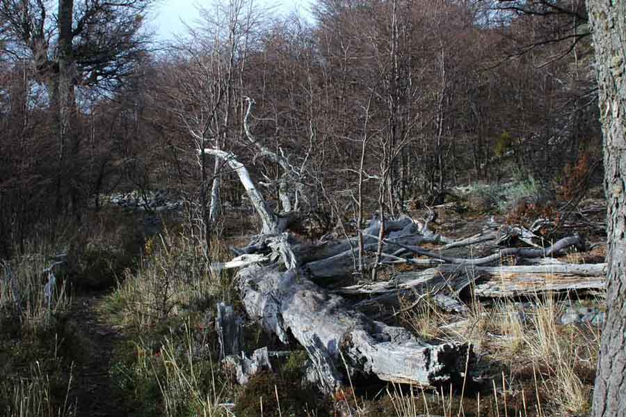 22 - Chile - parque nacional Torres del Paine